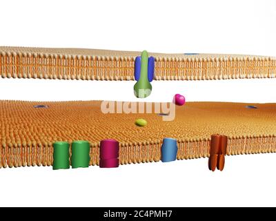 Membrane protein channels at a double lipid bilayer cell membrane. Cell membrane, 3D rendering. Stock Photo