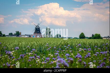 behind a green cornfield is an old windmill and the sky is blue with white clouds Stock Photo