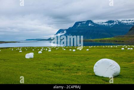 Hey rolls on a field in the eastern fjords of Iceland Stock Photo