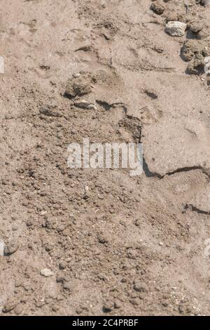Soil structure of drying muddy silt in field. Severe rain run-off in cropped field left areas of fine silt where the water had pooled, then dried out. Stock Photo