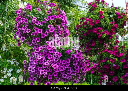 Purple flowers in a flower hanging pot in the garden Stock Photo - Alamy