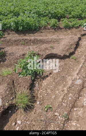 UK topsoil removal, crop washout, and water gully erosion in Cornwall potato crop. For bad weather, adverse conditions, heavy rains, soil science. Stock Photo