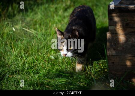 Tortoiseshell farm cat strolling around in the garden Stock Photo