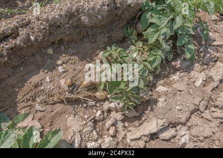 Potatoes / potato tubers exposed after crop washout and soil erosion in Cornwall potato crop. For bad weather, adverse conditions, heavy rains. Stock Photo
