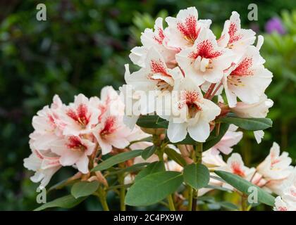 Rhododendron Hybrid Amber Kiss (Rhododendron hybride) Stock Photo