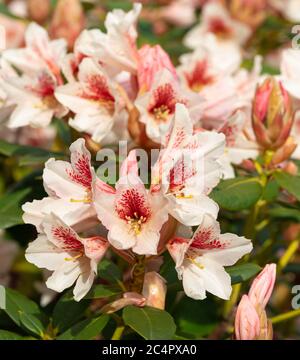 Rhododendron Hybrid Amber Kiss (Rhododendron hybride) Stock Photo