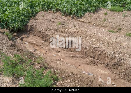 UK topsoil removal, crop washout, and water gully erosion in Cornwall potato crop. For bad weather, adverse conditions, heavy rains, soil science. Stock Photo
