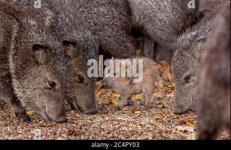 Javalina Herd and Young Feeding, also Peccary Stock Photo