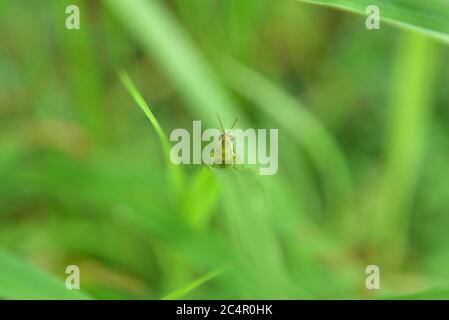 grasshopper on a grass field. green grasshopper sitting on a grass leaf in a green background Stock Photo