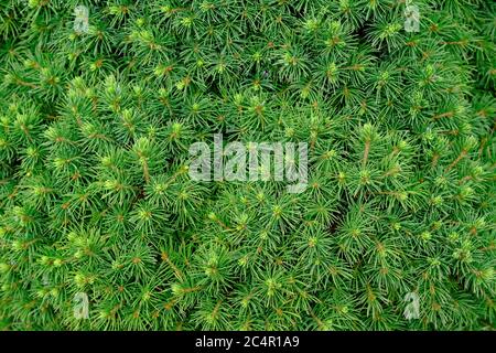 The Pinophyta, also known as Coniferophyta or Coniferae, needles on the large green bush. Vibrant green texure or plant background. Stock Photo