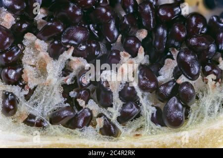 Anatomy of a Fish Hook Barrel Cactus Fruit Stock Photo