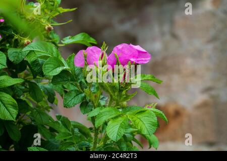 Hagebutten Blüte, Wild Rose mit Knospen in violett, lila Stock Photo