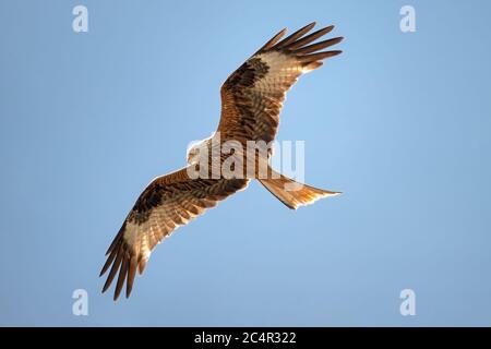 Red kite, Milvus milvus, in flight in clear blue sky, a bird of prey in the family Accipitridae, Rhineland, Germany Stock Photo
