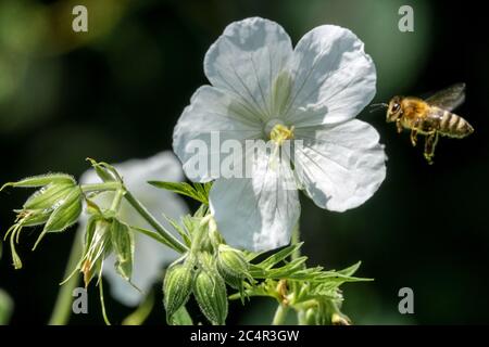 White Cranesbill Geranium Bee flying Flower Hardy Geraniums Geranium pratense 'Alba' Bloom Bee Petals Honey bee Foraging Bee Flying Insect White Close Stock Photo