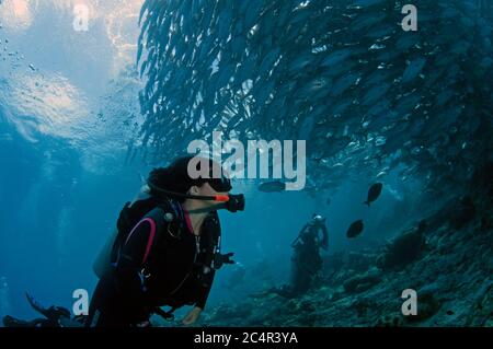 Scuba diver observes a massive school of bigeye trevallies or jacks, Caranx sexfasciatus, Sipadan Island, Malaysia Stock Photo