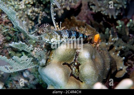 Reef lizardfish, Synodus variegatus, on a coral, Montastrea sp., Mabul Kapalai, Malaysia Stock Photo