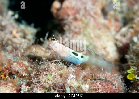 Twinspot blenny, Ecsenius bimaculatus, Kapalai Island, Malaysia Stock Photo