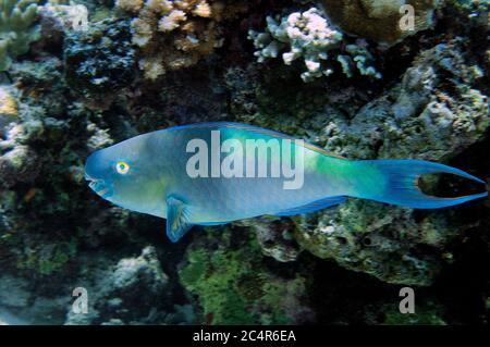 Steephead parrotfish, Chlorurus microrhinos, Sipadan Island, Malaysia Stock Photo