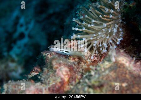 Twinspot blenny, Ecsenius bimaculatus, Mabul Kapalai, Malaysia Stock Photo