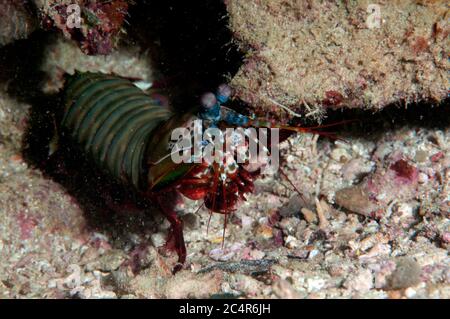 Peacock mantis shrimp, Odontodactylus scyllarus, Mabul Kapalai, Malaysia Stock Photo