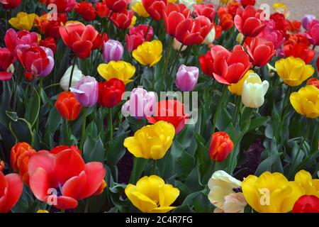Red, yellow, pink and white tulips, Tulipa sp., in a garden, Washington, D.C., USA Stock Photo
