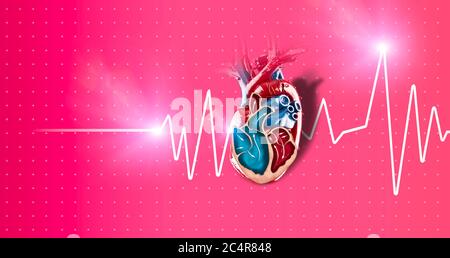 Section of a heart, heart beat. It is a muscular organ which pumps blood through the blood vessels of the circulatory system. 3d render. Stock Photo