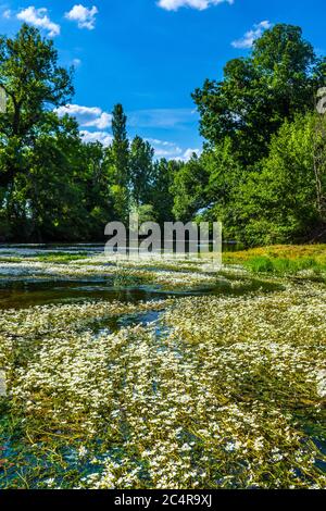 Floating Water-Plantain (Luronium natans) on river Creuse, sud-Touraine, France. Stock Photo
