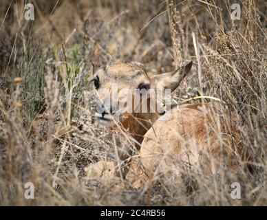 Newborn baby pronghorn fawn antelope hiding in the grass for concealment from predators. Stock Photo