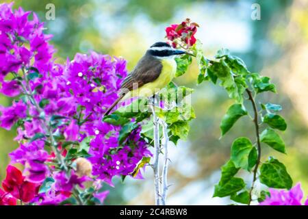 Is a Passerine Bird in the Tit Family Paridae. it is a Widespread and  Common Species Throughout Europe, the Middle East, Central Stock Photo -  Image of male, ornithology: 158276730