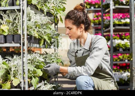 Side view portrait of young female worker caring for flowers and plants in nursery greenhouse at modern plantation farm lit by sunlight, copy space Stock Photo