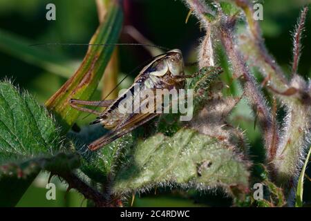 Roesel's Bush-cricket - Metrioptera roeselii  Late instar nymph on bramble leaf Stock Photo