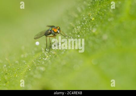 long legged fly (Condylostylus sipho) Stock Photo