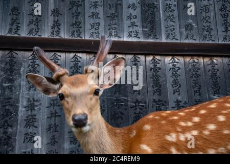 Close-up on a young sika deer freely roaming around Temples in Nara Park. Japan. Stock Photo