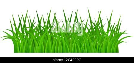 Green grass isolated on white background Stock Vector