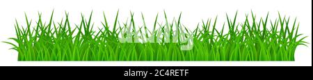 Green grass isolated on white background Stock Vector