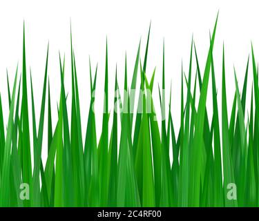 Seamless green grass isolated on white background Stock Vector