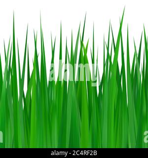 Seamless green grass isolated on white background Stock Vector