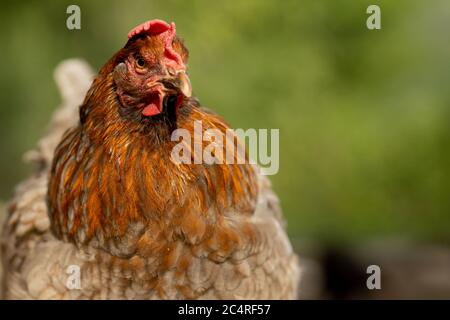 Red Chicken in Profile on Bright Green Background Stock Photo