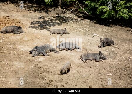 Cute black wild pigs lying in the swamp. Photo of wild nature. Stock Photo