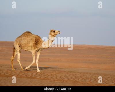 Arabian camel, Camelus dromedarius, in the desert sands of Ramlat Al Wahiba, Sultanate of Oman. Stock Photo
