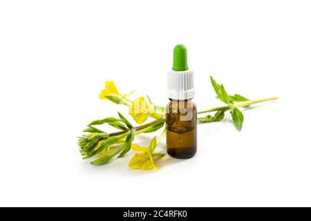 Yellow blooming evening primrose (Oenothera) and a bottle with oil, medicinal plant for cosmetics and skin care, isolated with small shadows on a whit Stock Photo
