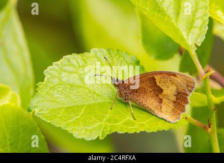 Gatekeeper Butterfly, Pyronia tithonus, small butterfly perched on a green leaf in the UK countryside, Summer 2020 Stock Photo