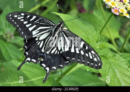 Closeup of Asian Swallowtail butterfly (Papilio xuthus) with wings spread, vivid coloration and prominent tail. Stock Photo