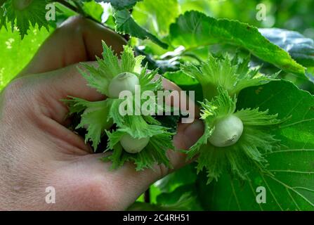 Farmer hand checking young hazel ripening. Green hazelnuts growing on tree. Close up, macro. Stock Photo