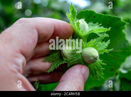 Farmer hand checking young hazel ripening. Green hazelnuts growing on tree. Close up, macro. Stock Photo