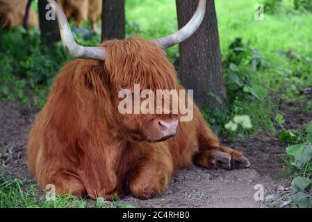 A Scottish highland cattle, with horns and a lot of fur, lies in the forest and is resting Stock Photo