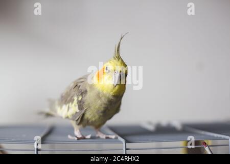 Cockatiel. Portrait, cute and curious young cockatiel, close up. Stock Photo