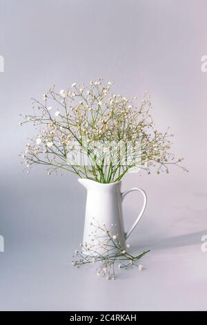 Gypsophila flowers in white jug in sunlight, close up Stock Photo