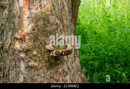 Imaginary quirky miniature cottage on tree in fairy trail, Archerfield Estate, East Lothian, Scotland, UK Stock Photo