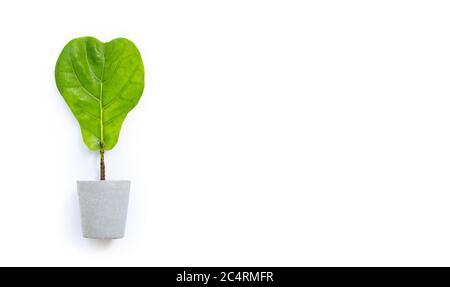 Ficus lyrate tree in cement pot on white background. Heart shape leaf. Copy space Stock Photo